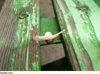 siput+6.jpg