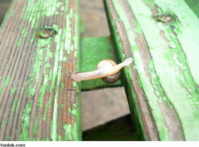 siput+5.jpg