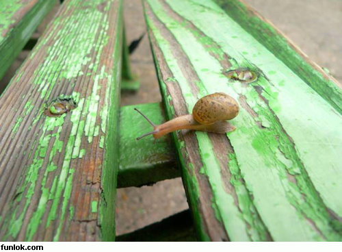 [siput.jpg]