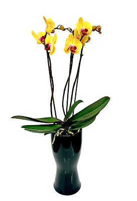 gul phalaenopsis orkidé
