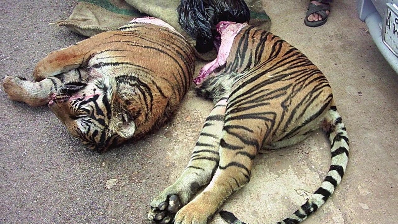 this how we treat the big cats eventhe tigers are saying help us still ...