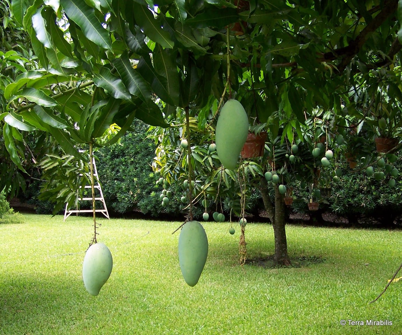 Terra Mirabilis Mangoes!