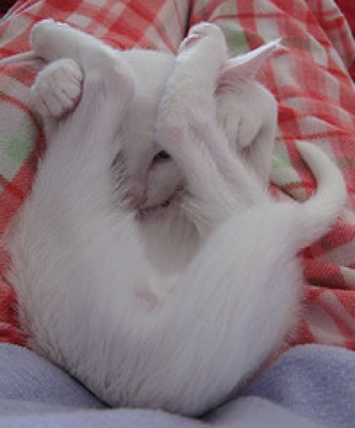[cat-yoga-1.jpg]