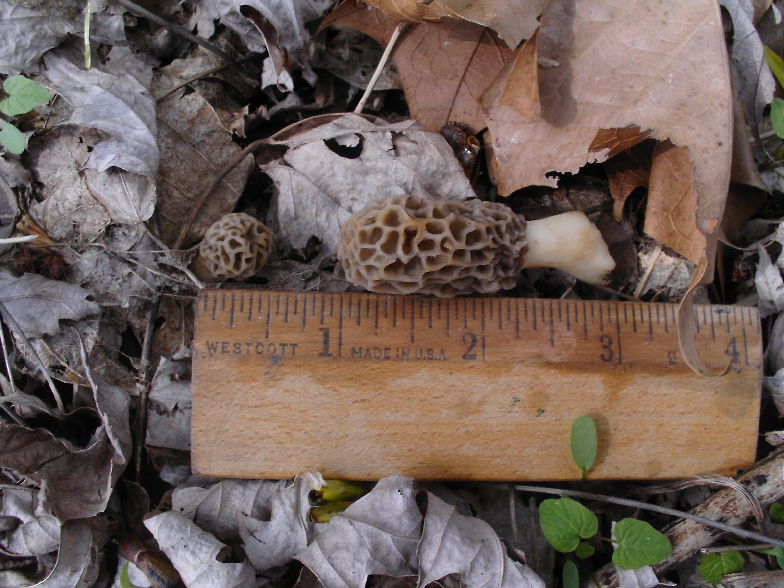 Mid Missouri Morels and Mushrooms It's Only Just Begun Finding the