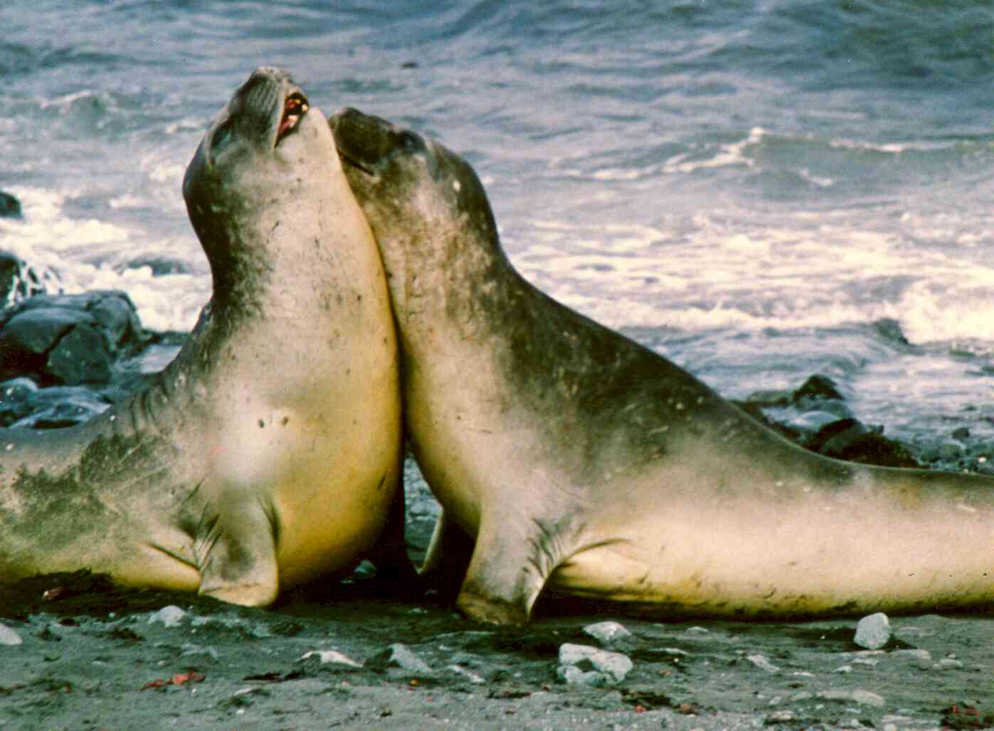 Seal Keepers Habitat