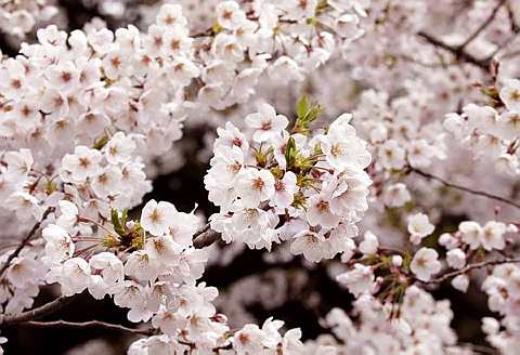 [cherry+blossoms+8.jpg]