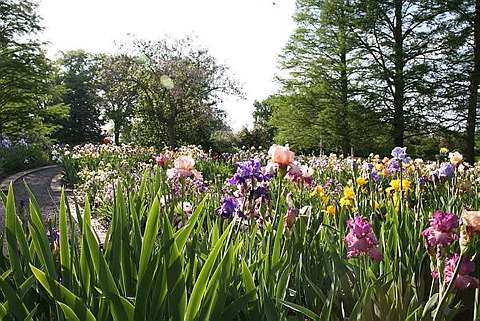 [Garden,+in+St.+Louis2.jpg]