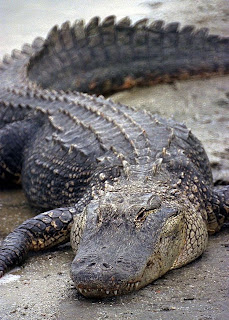 NASA Alligator (Flipped from Original)