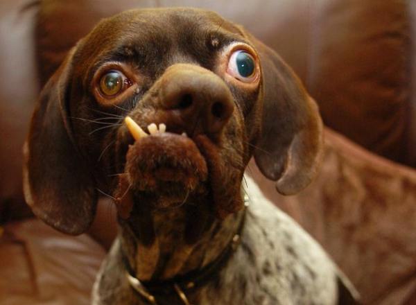 cachorro-maisfeio-reprod-gd.jpg