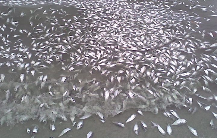 [16_MHG_rio_mortandadepeixes2.jpg]