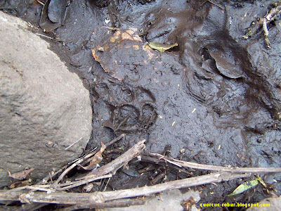 Huellas de mamífero en el bosque subcaducifolio