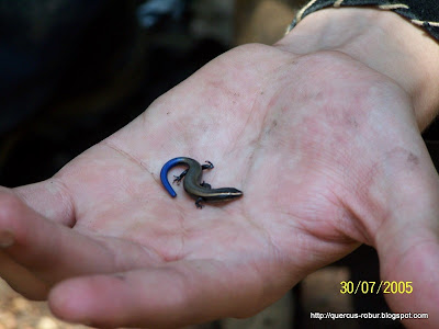 Lagartija Cola Azul (Eumeces dugesii sp)