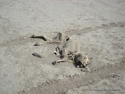 La Laguna es usada para tirar animales