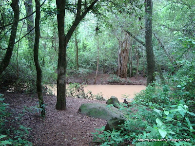 Vista del arroyo del Salto del Nogal