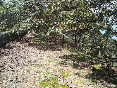 Bosque de encinos (quercus sp) a 1900 msnm