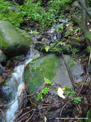 Agua fresca en el Cerro Grande de Ameca