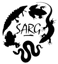 Surrey Amphibian & Reptile Group (SARG): Sand lizard hatchlings are
