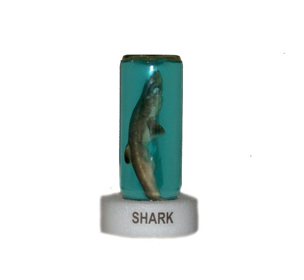 Beach Necessities 20102011 Bringing Home Great Souvenirs