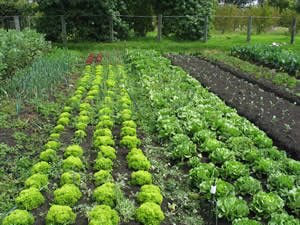 [agricultura+orgânica.bmp]