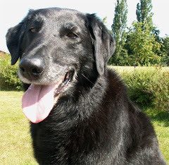 Monique, vores dejlige lab/collie blanding. Hun blev 14 år.