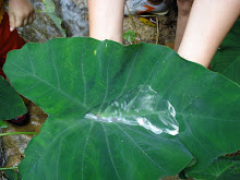 Spring water in "Malanga" leaf...