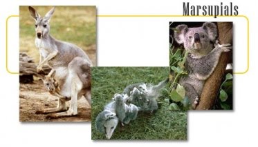 [373px-Animals_header_marsupials.jpg]