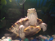Ninja Our Turtle
