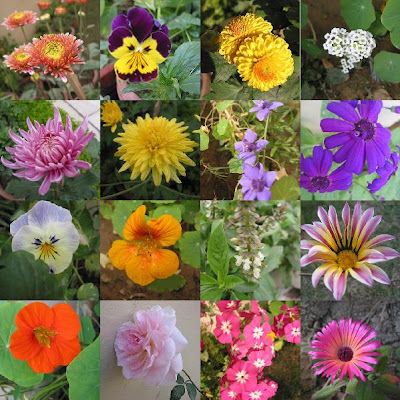 FIRST AMONGST EQUALS...Flowers from the winter garden!