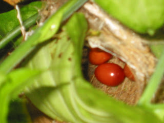 Tailor+bird+nest+004