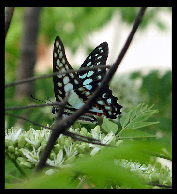 2009 03 17+bugs,jewelled+biscotti,+trifle10