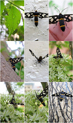 2009 03 17+bugs,jewelled+biscotti,+trifle1