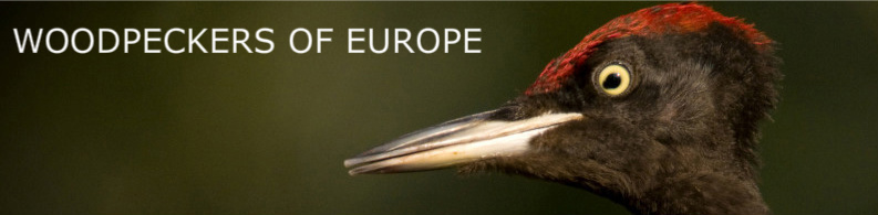 Woodpeckers Of Europe