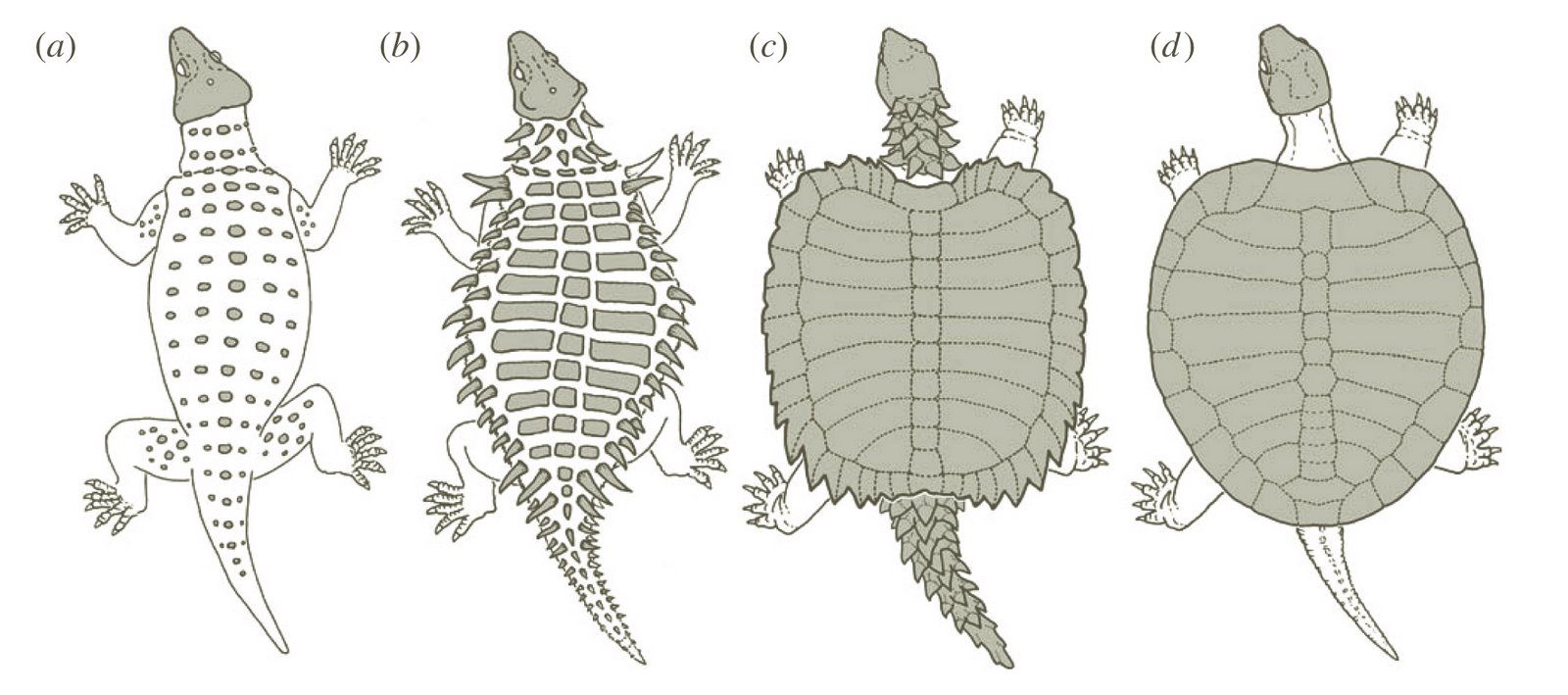 Панцирь сухопутных черепах. Строение панциря красноухой черепахи. Черепаха среднеазиатская лапы. Формирование мощного панциря у предков современной черепахи. Формирование мощного панциря у предков современной черепахи.