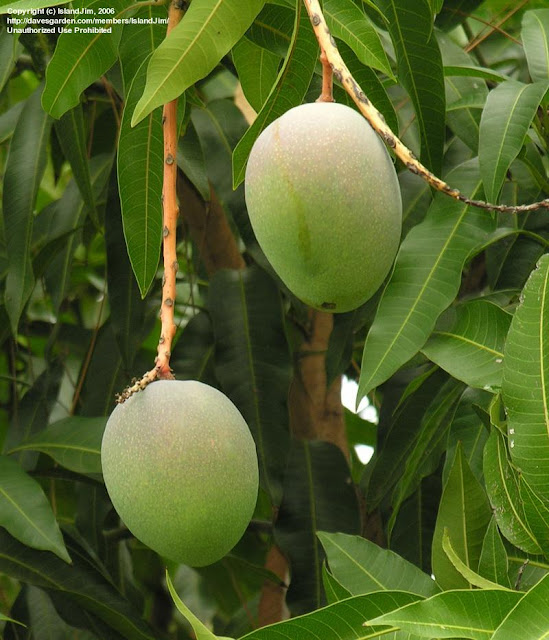 Mangifera indica All about plant