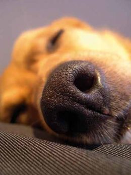 [snoring+doggie.jpg]