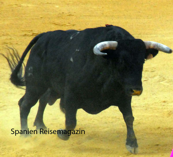 stier englisch stier englisch