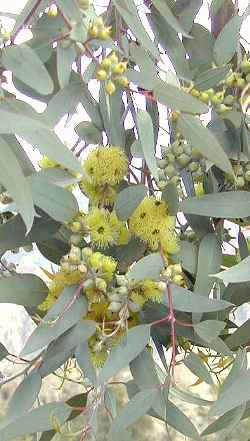 [Eucalyptus_woodwardii-lemon.jpg]