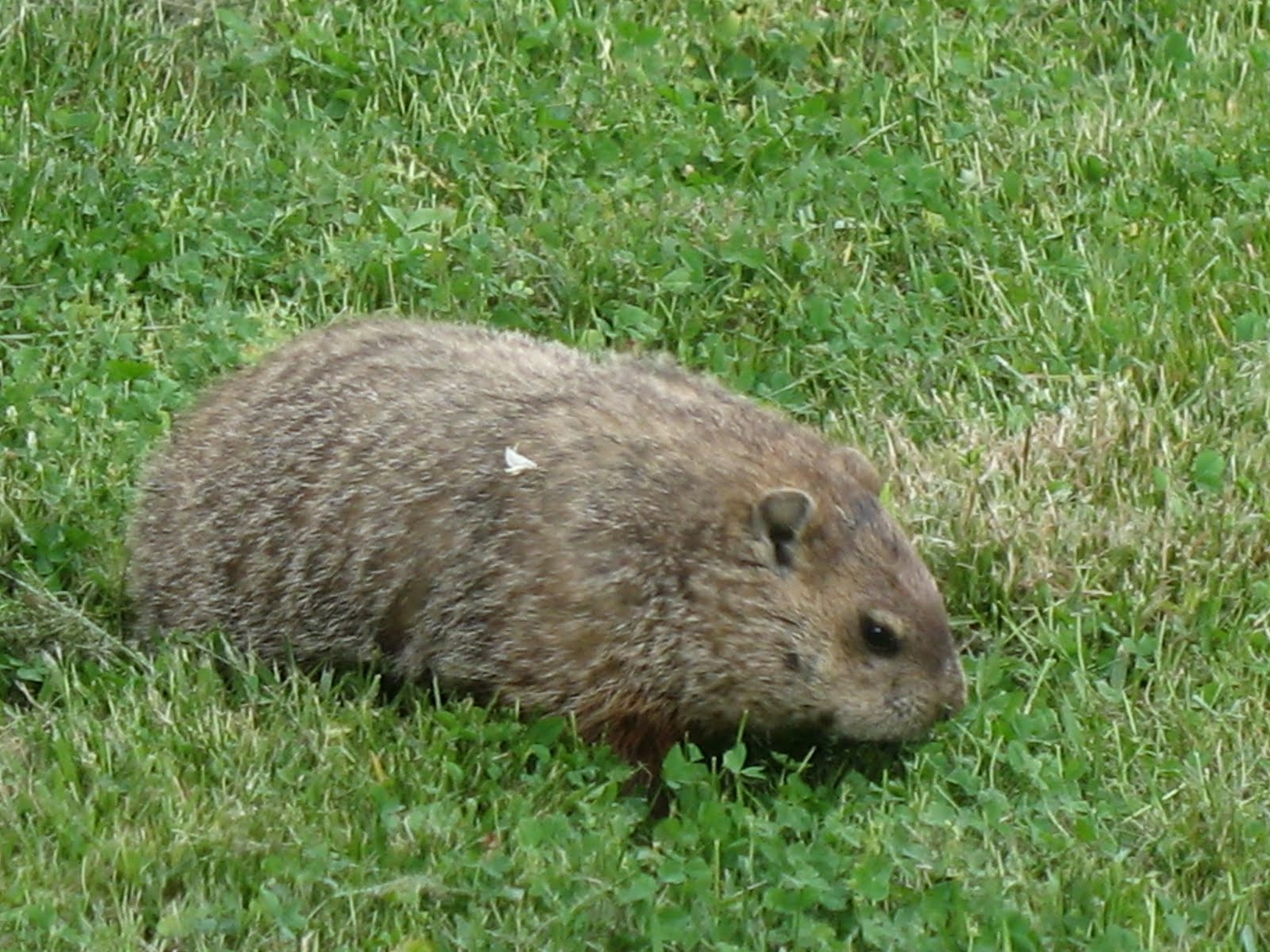 Razzberry Corner A Woodchuck's NearMiss
