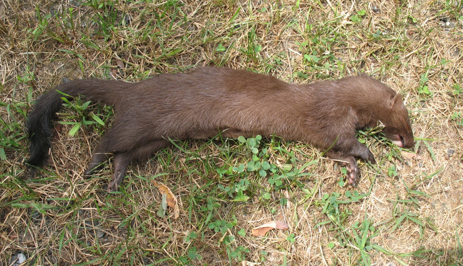 Adventures of the Minks