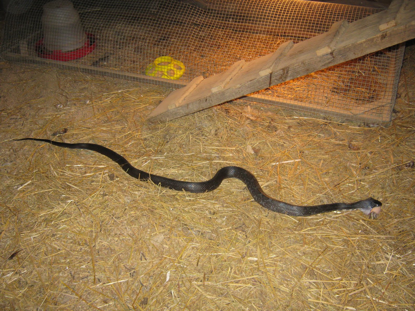Sue's in the Garden Growing the Groceries: Snake in the Hen House!
