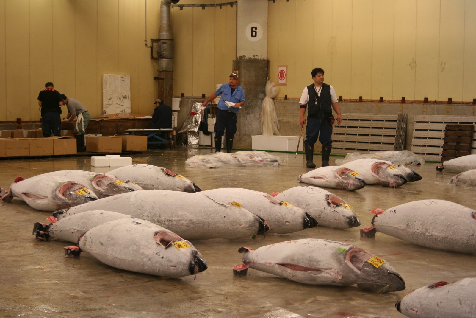 Amazing100: Day 2 of 100: Largest Fish Market in the World !!! TSUKIJI