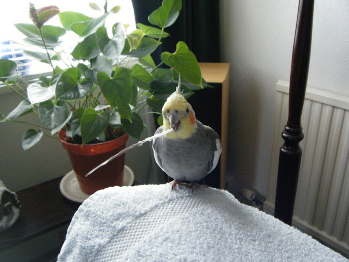 BORIS THE COCKATIEL