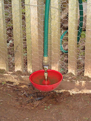 coop chicken dynamite skills