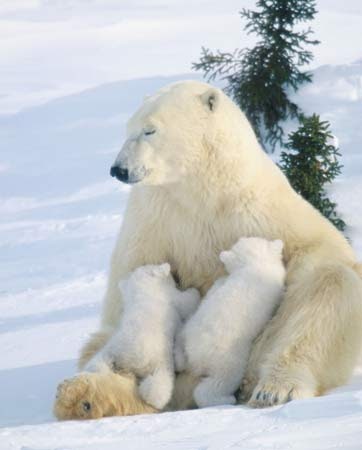 hibernasi pada tubuh beruang kutub ~ tuntungan blog