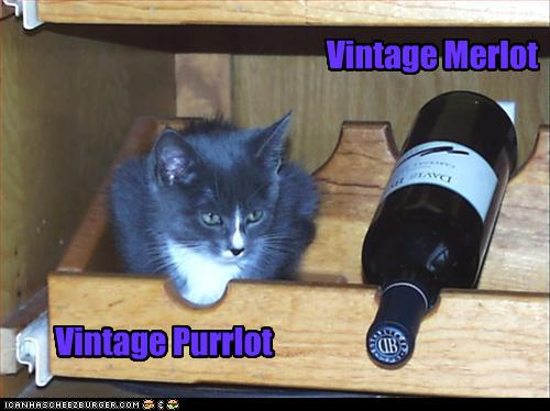 [funny-pictures-cat-vintage-merlot.jpg]