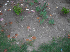 4/20/10 BEFORE