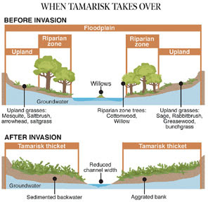 Western river with and without invasive tamarisk. Graphic: The Pueblo Chieftain