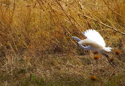 Great egret, Socorro Countym, New Mexico