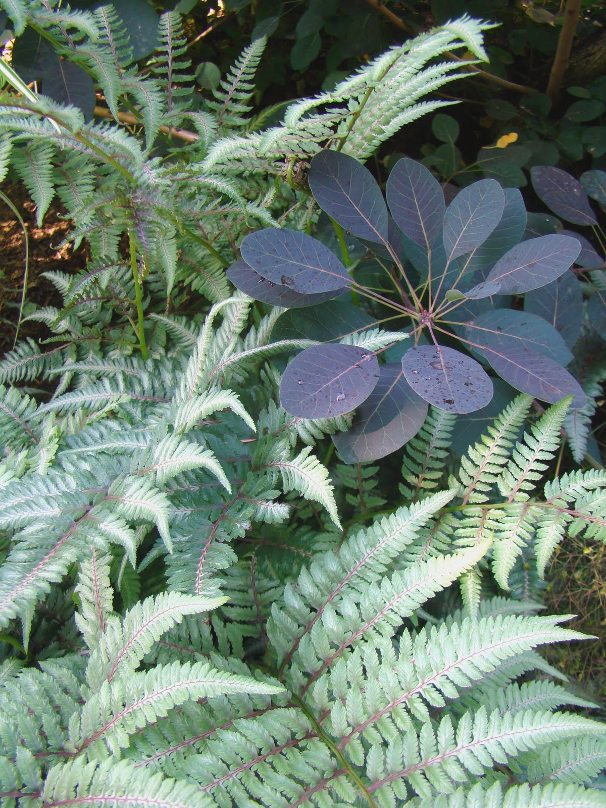 746 Best Garden Shrubs Images In 2020 Shrubs Garden Plants