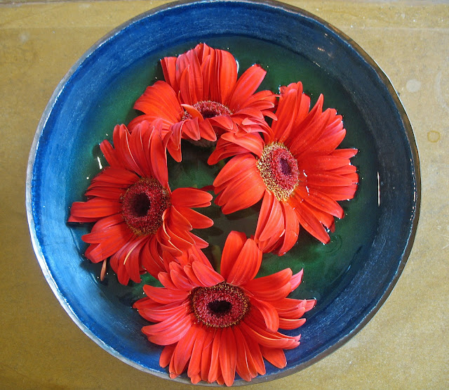 gerbera flowers in pot